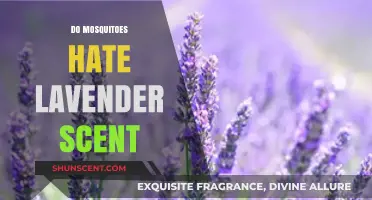Does Lavender Scent Repel Mosquitoes? Uncovering the Truth Behind the Myth