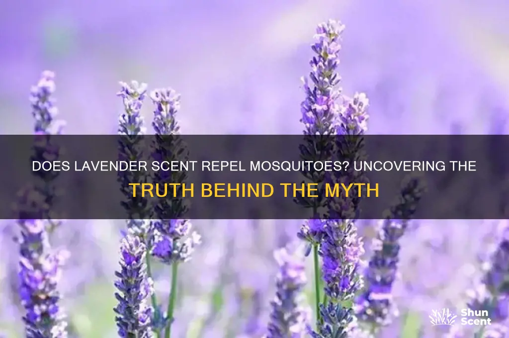 do mosquitoes hate lavender scent
