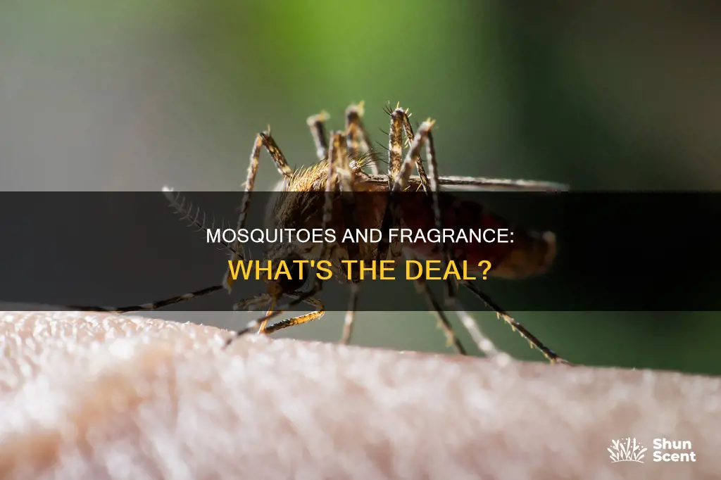 do mosquitoes like fragrance