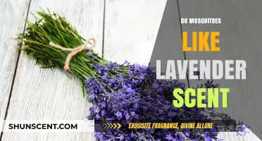 Does Lavender Scent Repel or Attract Mosquitoes? The Truth Revealed