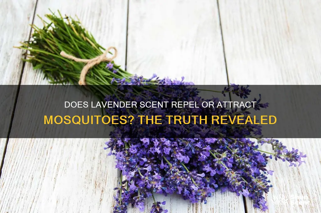 do mosquitoes like lavender scent