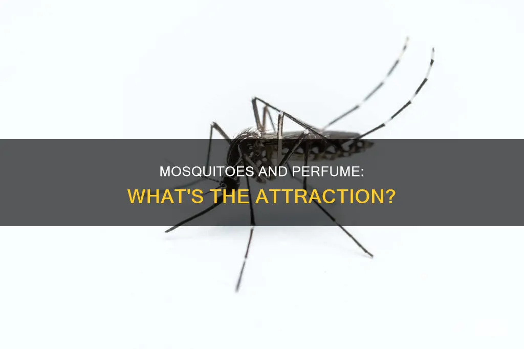 do mosquitoes like the smell of perfume