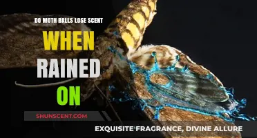 Do Moth Balls Lose Scent When Rained On? The Truth Revealed