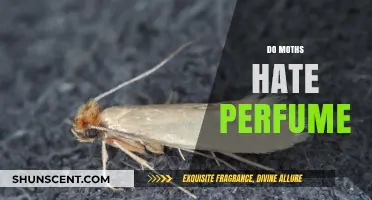 Moth Repellent: Scents They Hate