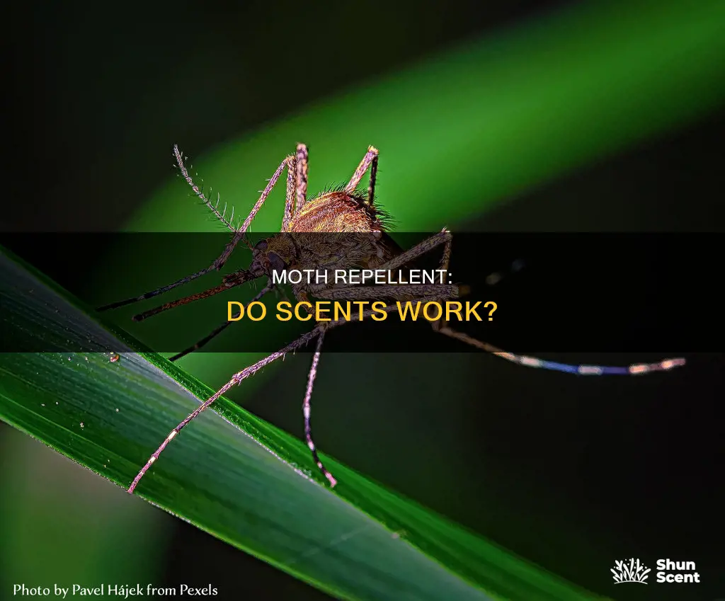 do moths hate the smell of perfume