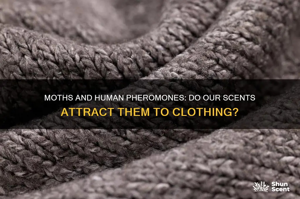 do moths like clothing with human pheomones scent
