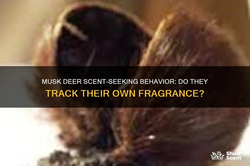 do musk deer look for its own scent