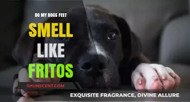 Why Do My Dog's Feet Smell Like Fritos? A Pet Owner's Guide