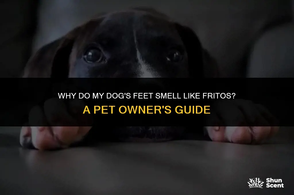 do my dogs feet smell like fritos