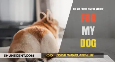 Canine Olfactory Insights: Why Your Farts Might Bother Your Dog