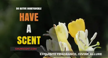 Do Native Honeysuckle Varieties Emit a Fragrant Scent?