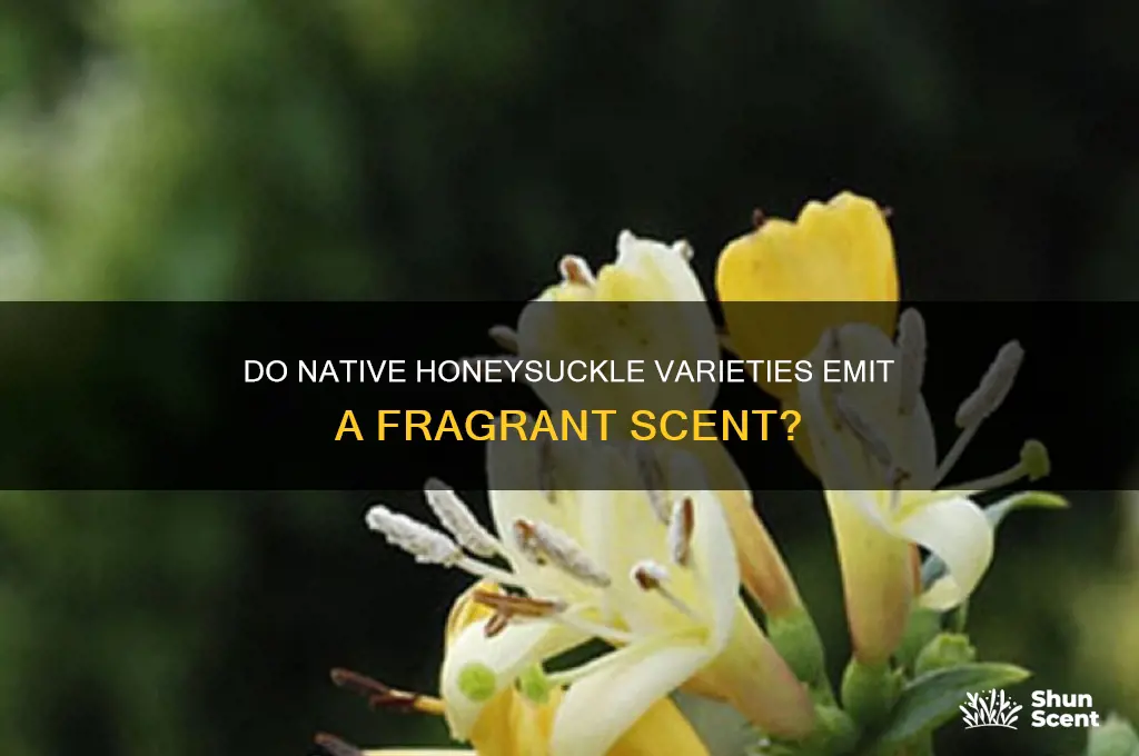 do native honeysuckle have a scent
