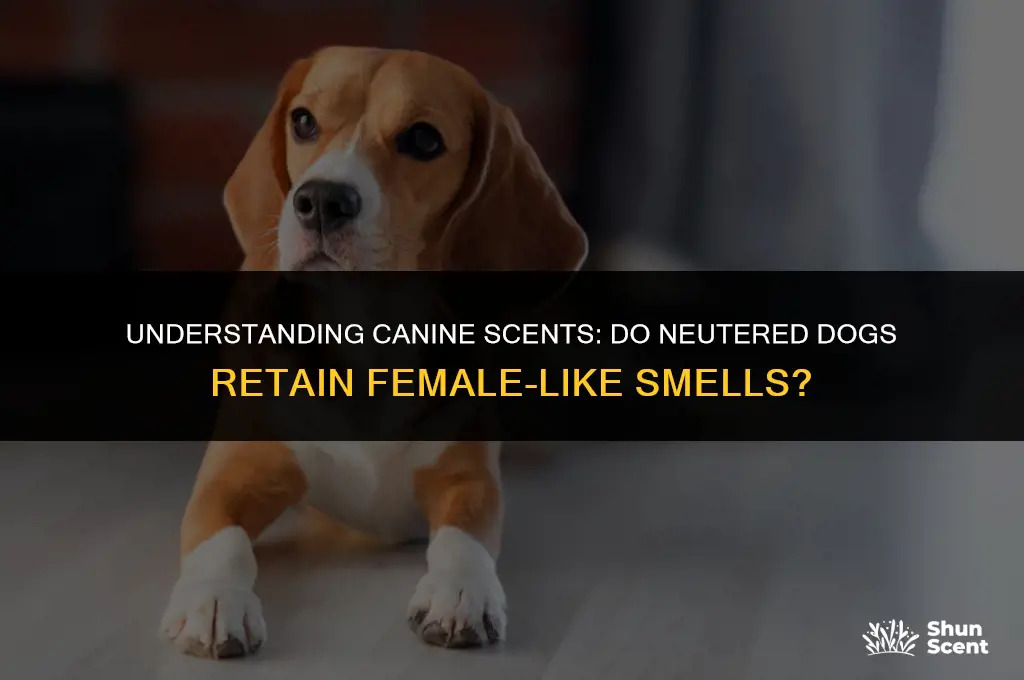 do neutered dogs smell like females