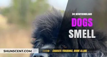 Unraveling the Myth: Do Newfoundland Dogs Really Have a Strong Smell?