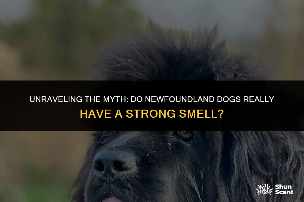 do newfoundland dogs smell