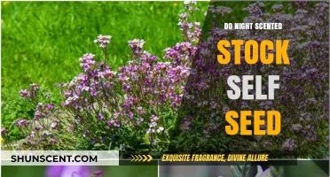 Night Scented Stock Self-Seeding: Tips for Natural Garden Propagation