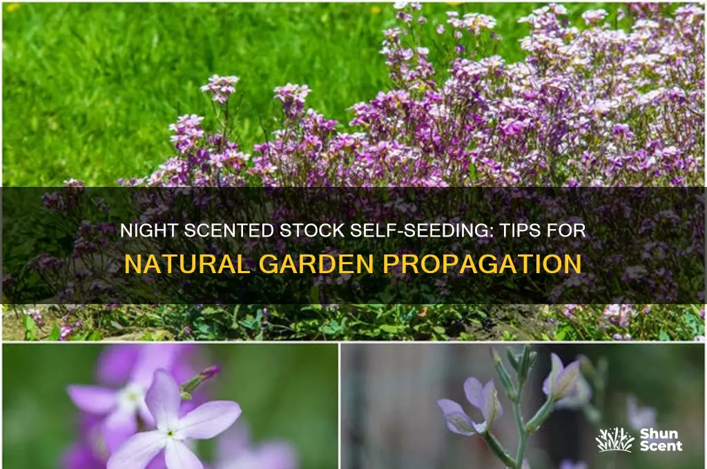 do night scented stock self seed