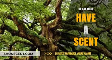 The Aromatic Mystery: Do Oak Trees Have a Distinct Scent?