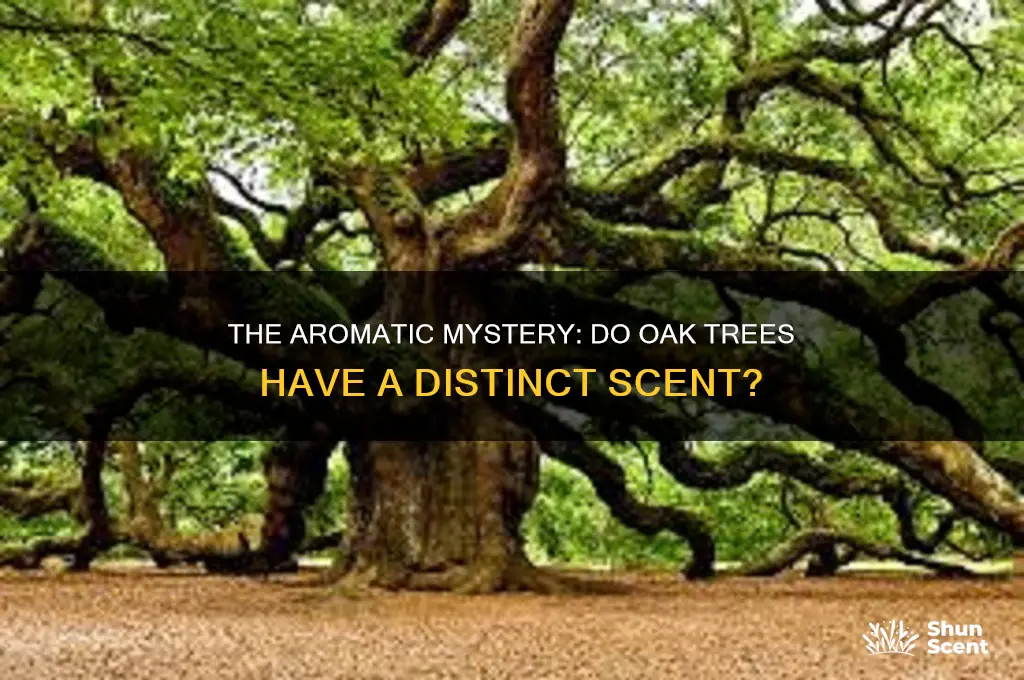 do oak trees have a scent