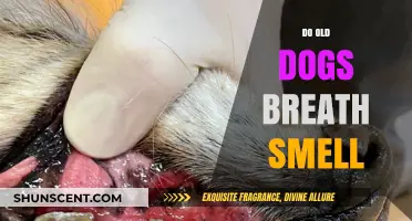 Why Do Older Dogs Have Such Strong Breath Smells?