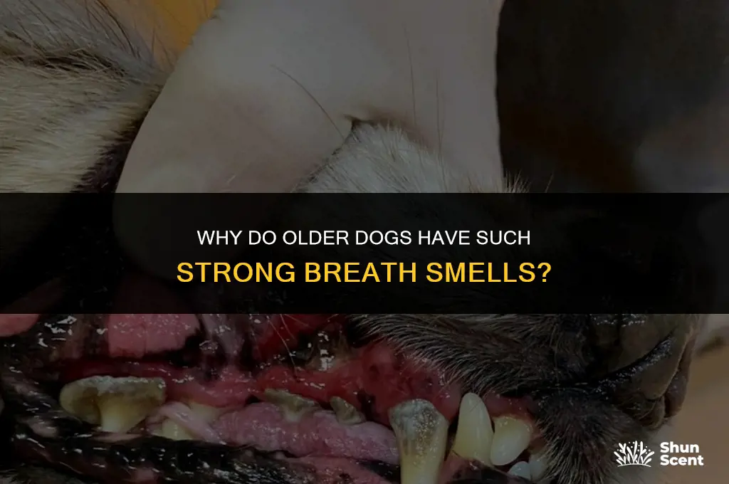 do old dogs breath smell