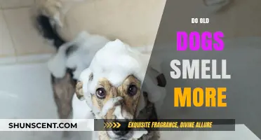 Do Senior Canines Emit Stronger Odors? An Exploration