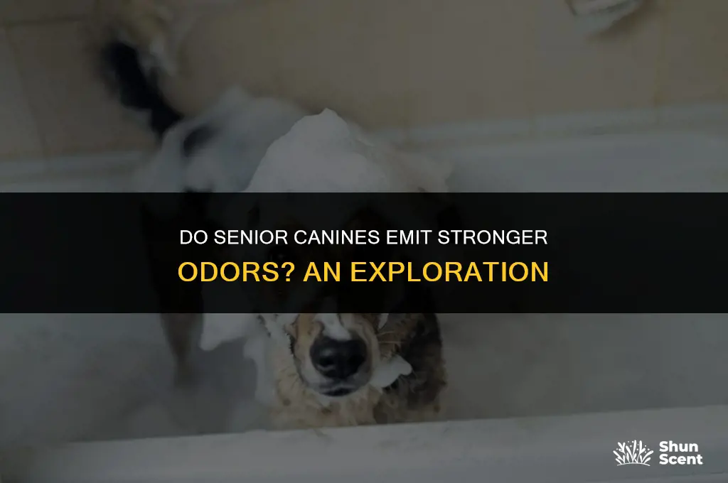 do old dogs smell more