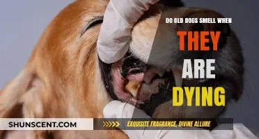 The Final Days: Understanding the Scent of Aging Dogs
