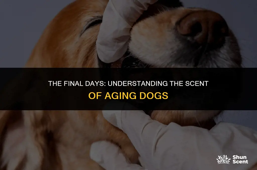 do old dogs smell when they are dying