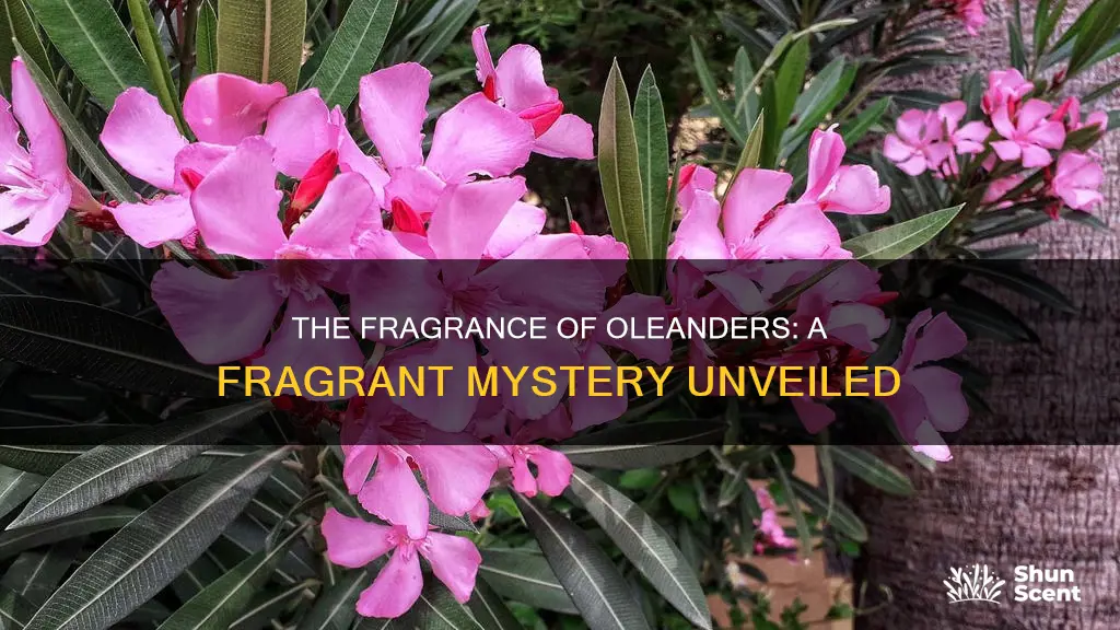 do oleanders have a fragrance