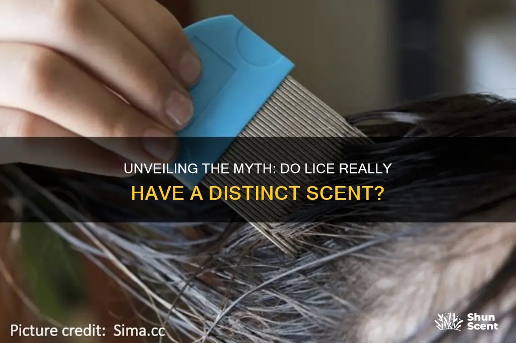 do one lice scent