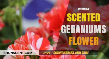 Do Orange Scented Geraniums Flower? A Blooming Guide