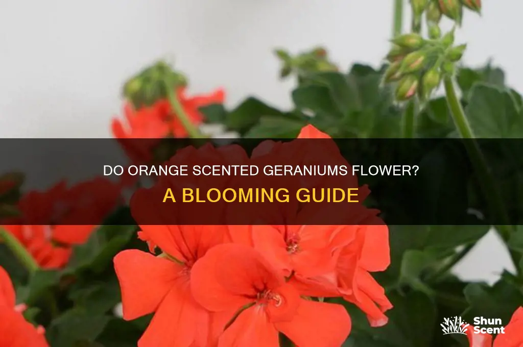 do orange scented geraniums flower