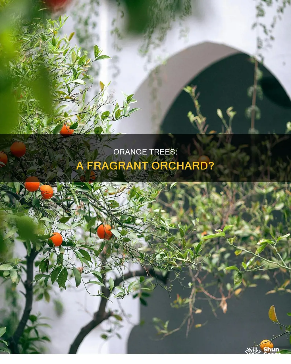 do orange trees produce fragrances