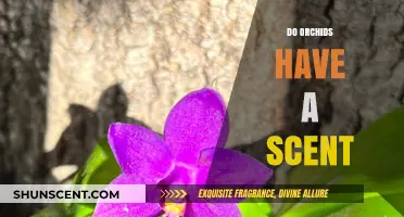 Do Orchids Have a Scent? Unveiling the Fragrant Truth