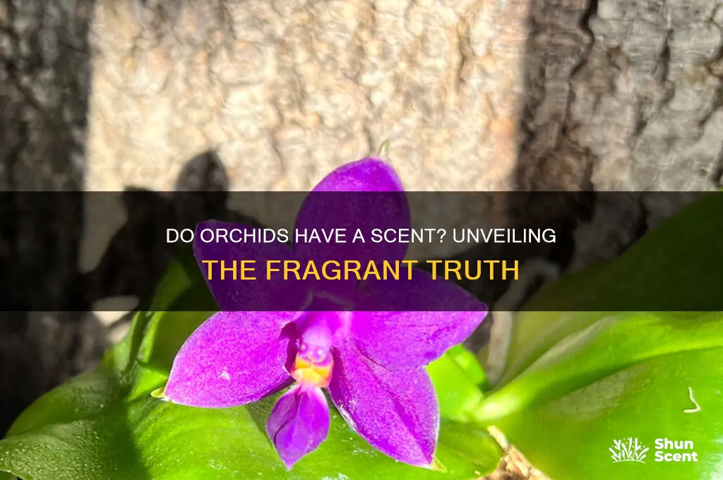 do orchids have a scent