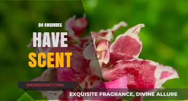 Do Orchids Have a Scent? Unveiling the Fragrant Truth