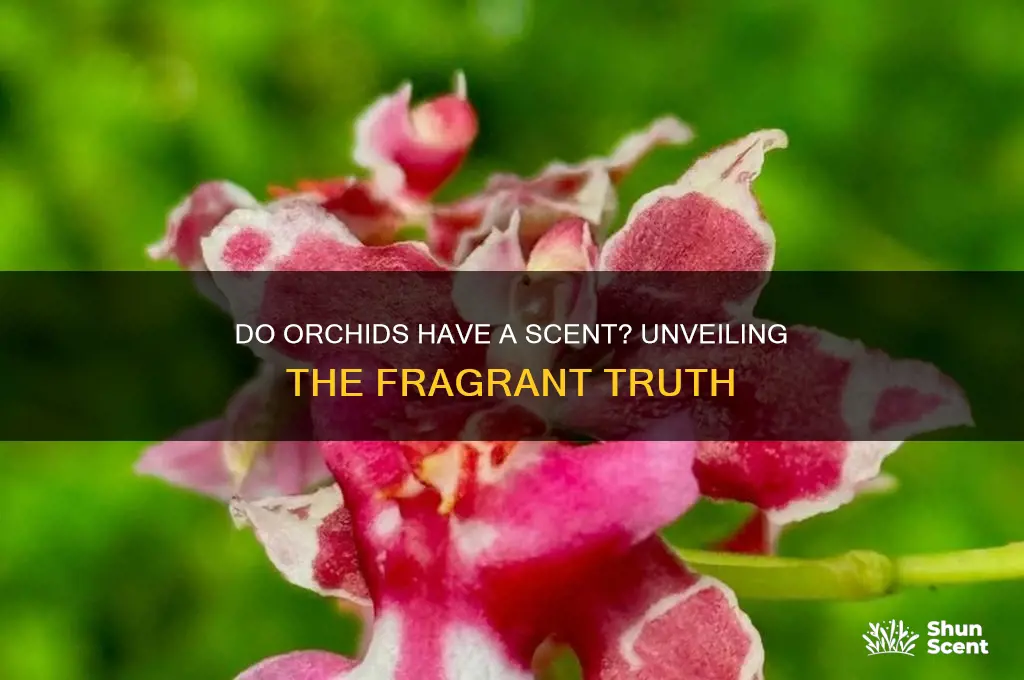 do orquides have scent
