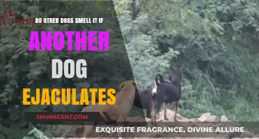 Canine Scent Secrets: Do Dogs Detect Each Other's Mating Signals?