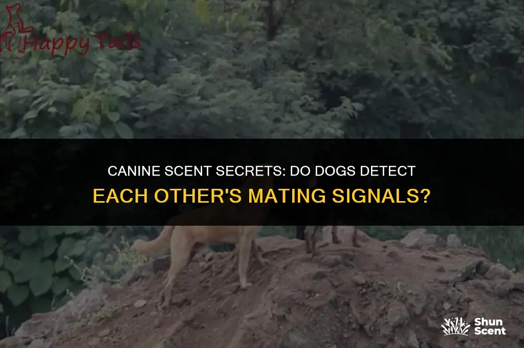 do other dogs smell it if another dog ejaculates