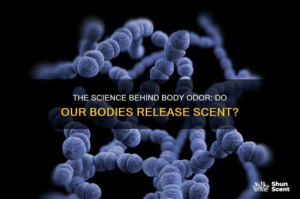 do our bodies release scent