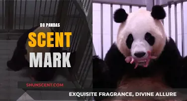 Do Pandas Scent Mark? Uncovering the Truth About Their Marking Habits