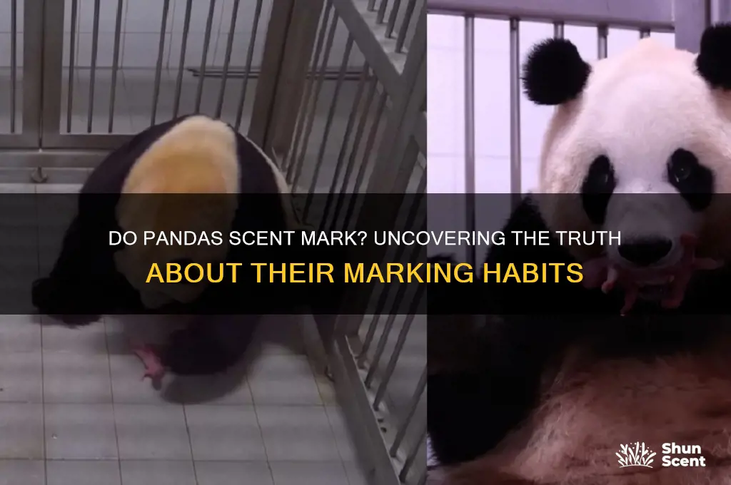 do pandas scent mark