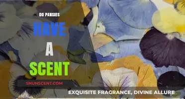 Do Pansies Have a Scent? Unveiling the Truth About Their Fragrance