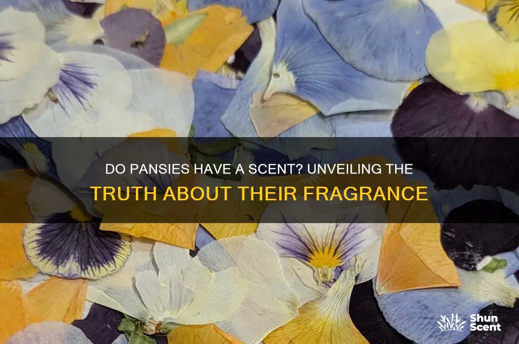do pansies have a scent