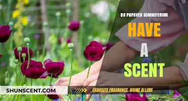 Exploring the Scent of Papaver Somniferum: Fact or Fiction?