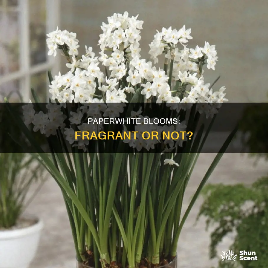 do paperwhites have a fragrance