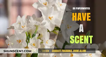 Do Paperwhites Smell? Unveiling Their Fragrant Secrets and Appeal