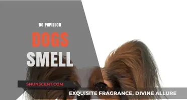 Do Papillon Dogs Have a Strong Sense of Smell?