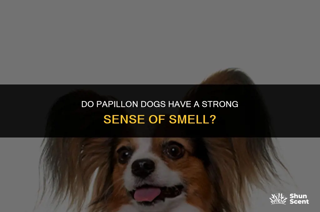 do papillon dogs smell